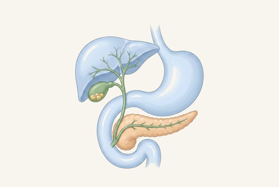 Soft anatomie illustratie van lever, galblaas, alvleesklier en duodenum