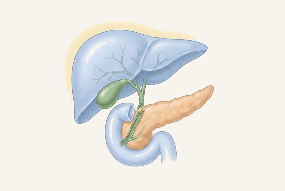 Soft anatomie illustratie van lever en galwegen met subtiele blokkade