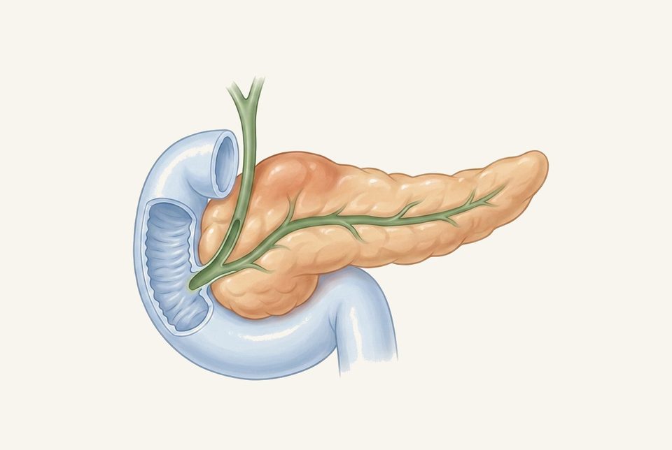 Soft anatomie illustratie van de alvleesklier met subtiele inflammatie-tinting