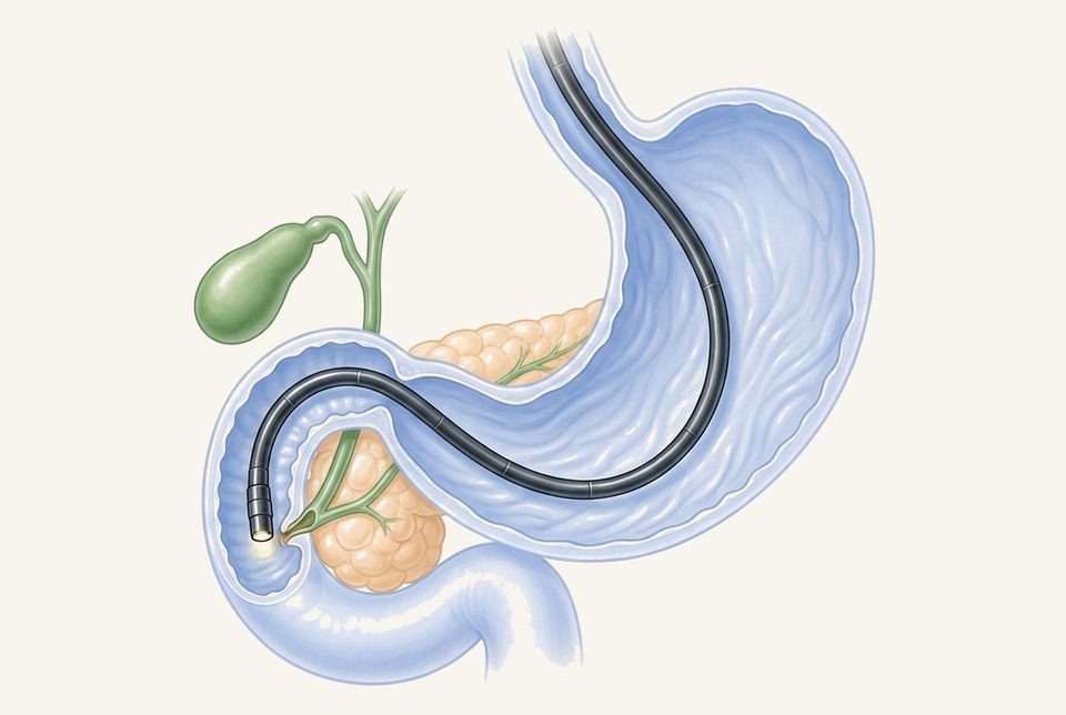 Soft anatomie illustratie van de route van de endoscoop van mond naar twaalfvingerige darm